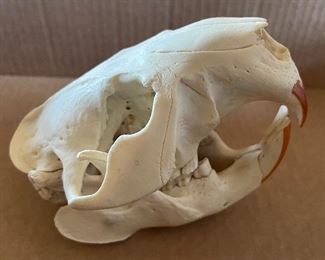 Animal Skull