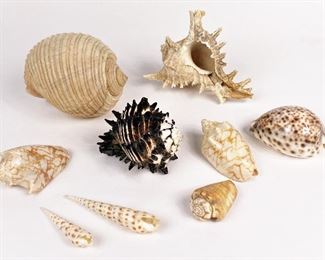 There will be an assortment of Sea Shells