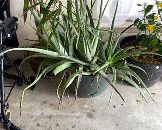 Huge aloe vera plant