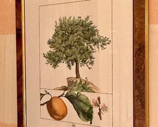 (2) Botanical Prints
