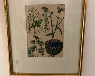 Botanical Handscstch 1886