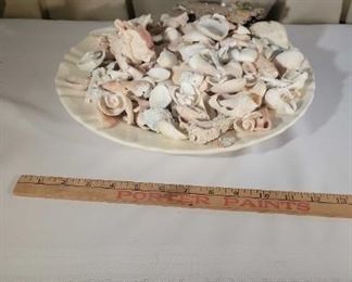Beautiful Collection of Shells