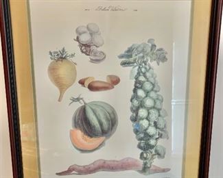 French vegetable botanical print