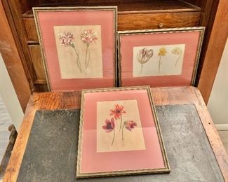 Vintage botanical drawings