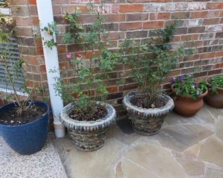 Planters and live plants