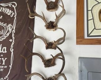 Deer antlers