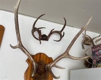Elk antlers