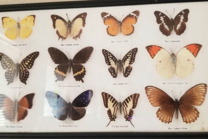 Mounted butterflies, several pieces available, not real