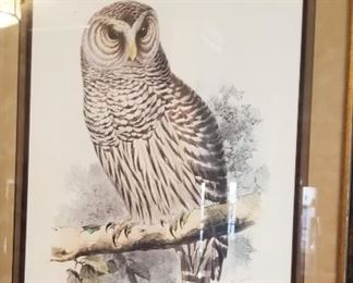 Beautiful large Owl art