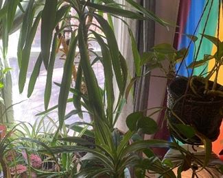 Several asst. Plants. some LG