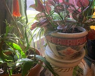 Several asst. Plants. some LG