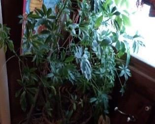 Plants need a good home