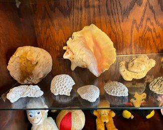 Nice assortment of shells
