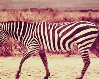 Vintage Zebra Photograph