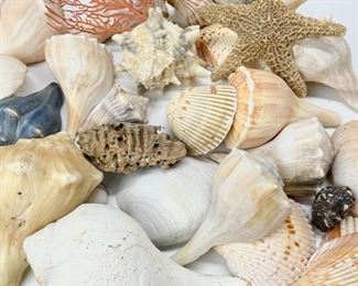 Collection Of Seashells, Starfish, & Coral 