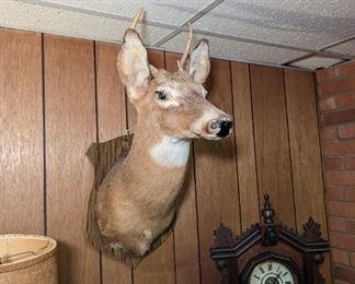Taxidermy Deer