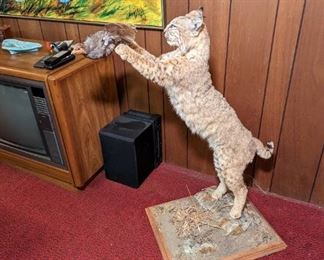 Taxidermy Bobcat