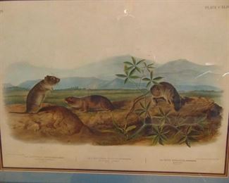 Audubon, Quadrupeds of North America  1845-54 original. Approximately 22x28 inches before matted. 