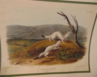 Audubon, Quadrupeds of North America  1845-54 original. Approximately 22x28 inches before matted. 