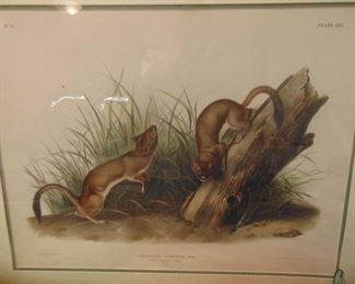 Audubon, Quadrupeds of North America  1845-54 original. Approximately 22x28 inches before matted. 