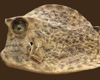 "George" the puffer fish