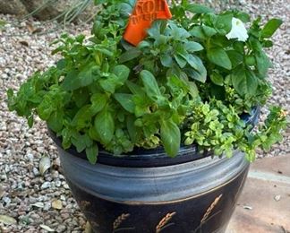 Wheat Leaf Pot & Plant #2		
