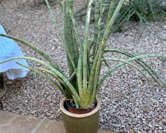 Green Ceramic Plant & Pot		
