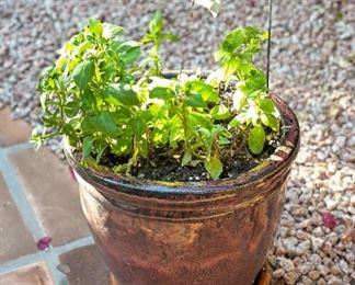 Brown ceramic Pot & Plant		
