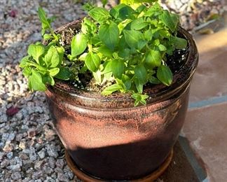 Brown ceramic Pot & Plant		
