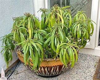 Patio Plant		
