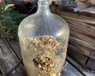 5 gallon bottle terrarium 