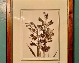 Alinari Collection "Gladiola" Photo Print 