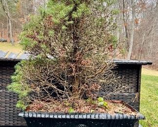 Amazing Cast Iron Planter with Pine Tree