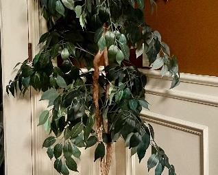 Faux Ficus Tree
