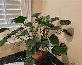 Live House Plants