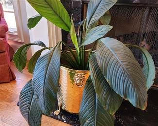 Brass Lion Head Planter (pair available)