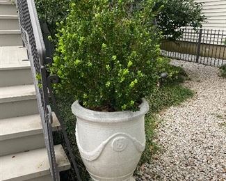 Pair of these white planters with boxwoods