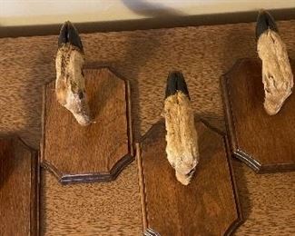 Deer Hoof Wall Mounted Coat Hooks