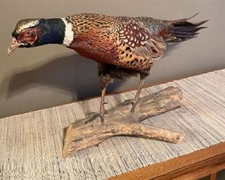 Taxidermy Pheasant