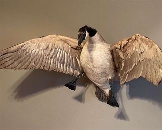 Taxidermy Flying Goose