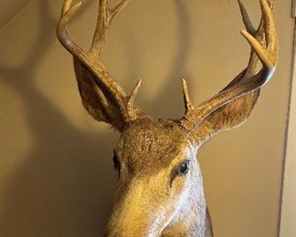Taxidermy Deer Head
