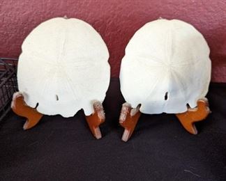 Sand Dollars