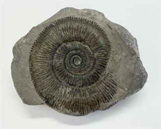 Ammonite Dactylioceras Fossil 