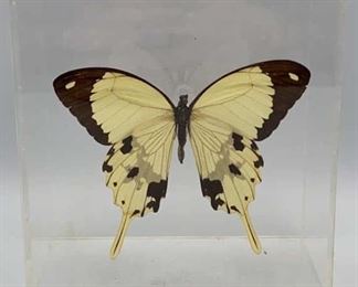 Vintage Mounted Butterfly in Lucite Display Case