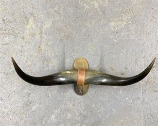 Longhorn Cattle Horns