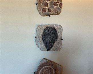 Prehistoric fossil wall art