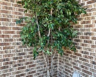 Ficus tree 