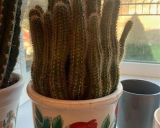 Cactus