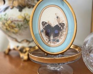 Beautifully framed butterfly
