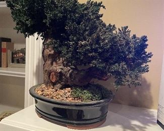 Bonsai tree-several of these 